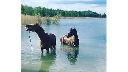 CAV Fotowettbewerb BR Pferde baden Tina CAV Fotowettbewerb BR Pferde baden Tina