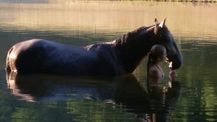 CAV Fotowettbewerb BR Pferde baden Mera Brockhage CAV Fotowettbewerb BR Pferde baden Mera Brockhage