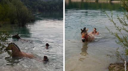 CAV Fotowettbewerb BR Pferde baden Katharina Hoenscher CAV Fotowettbewerb BR Pferde baden Katharina Hoenscher