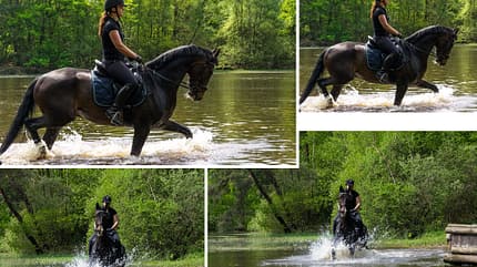 CAV Fotowettbewerb BR Pferde baden Valeska Görtemaker CAV Fotowettbewerb BR Pferde baden Valeska Görtemaker