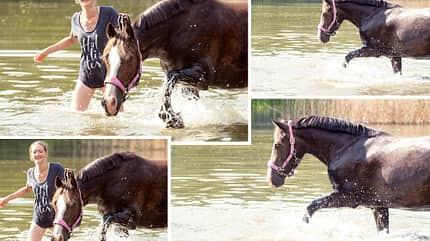 CAV Fotowettbewerb BR Pferde baden Jeannine Artz CAV Fotowettbewerb BR Pferde baden Jeannine Artz
