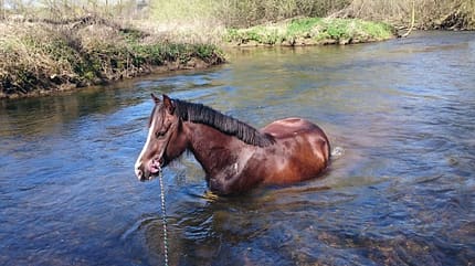 CAV Fotowettbewerb BR Pferde baden Shirin Wessel CAV Fotowettbewerb BR Pferde baden Shirin Wessel