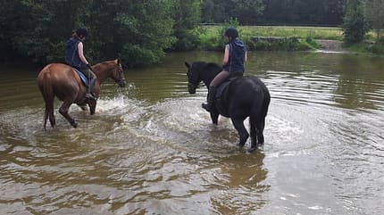 CAV Fotowettbewerb BR Pferde baden Nadine Henning CAV Fotowettbewerb BR Pferde baden Nadine Henning