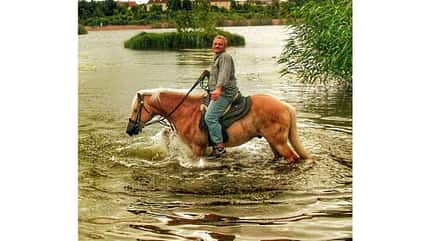 CAV Fotowettbewerb BR Pferde baden Uwe Hübscher CAV Fotowettbewerb BR Pferde baden Uwe Hübscher
