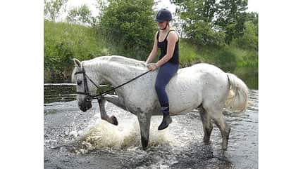 CAV Fotowettbewerb BR Pferde baden Michelle Gotfrid CAV Fotowettbewerb BR Pferde baden Michelle Gotfrid