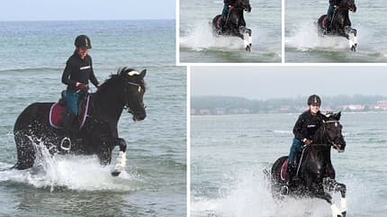 CAV Fotowettbewerb BR Pferde baden Heike Bähnke CAV Fotowettbewerb BR Pferde baden Heike Bähnke