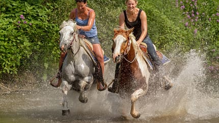 CAV Fotowettbewerb BR Pferde baden Nicole Bungard CAV Fotowettbewerb BR Pferde baden Nicole Bungard