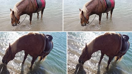 CAV Fotowettbewerb BR Pferde baden Jacky Bolz CAV Fotowettbewerb BR Pferde baden Jacky Bolz