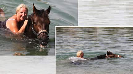 CAV Fotowettbewerb BR Pferde baden Monika Schmedders 1 CAV Fotowettbewerb BR Pferde baden Monika Schmedders 1