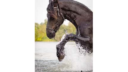 CAV Fotowettbewerb BR Pferde baden Amelie Pausch CAV Fotowettbewerb BR Pferde baden Amelie Pausch