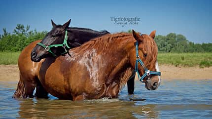 CAV Fotowettbewerb BR Pferde baden Svenja Ache CAV Fotowettbewerb BR Pferde baden Svenja Ache