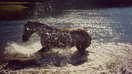 CAV Fotowettbewerb BR Pferde baden Svenja Friede CAV Fotowettbewerb BR Pferde baden Svenja Friede