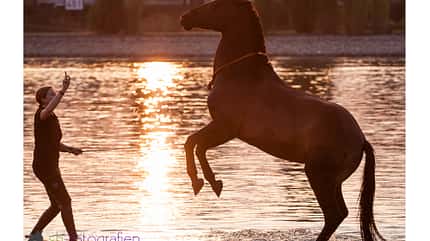 CAV Fotowettbewerb BR Pferde baden Anja Rudolf CAV Fotowettbewerb BR Pferde baden Anja Rudolf