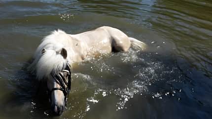CAV Fotowettbewerb BR Pferde baden Jasmin Stech CAV Fotowettbewerb BR Pferde baden Jasmin Stech
