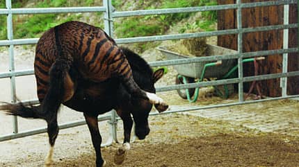 CAV Zebra Zesel Rasse CAV Zebra Zesel Rasse