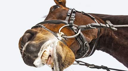 CAV Reithalfter Messungen Pferd Aufmacher US CAV Reithalfter Messungen Pferd Aufmacher US