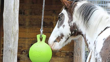 CAV Test Schadstoffe Plastikspielball Pferd CAV Test Schadstoffe Plastikspielball Pferd