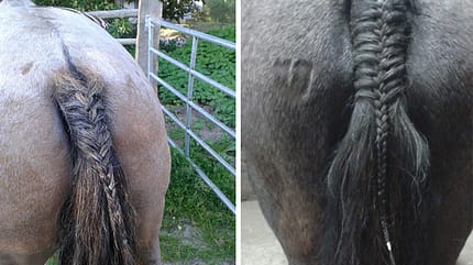 CAV Mähne Schweif flechten Leserfotos Annelie Sabelus CAV Mähne Schweif flechten Leserfotos Annelie Sabelus