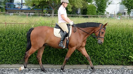 CAV Übergänge richtig reiten Dressur 9 CAV Übergänge richtig reiten Dressur 9