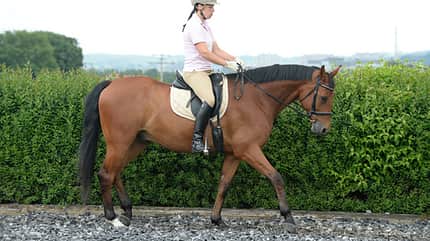 CAV Übergänge richtig reiten Dressur 10 CAV Übergänge richtig reiten Dressur 10