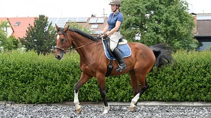 CAV Übergänge richtig reiten Dressur 5 CAV Übergänge richtig reiten Dressur 5