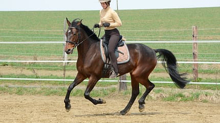CAV Pferdetausch 3 CAV Pferdetausch 3