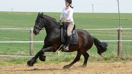 CAV Pferdetausch 4 CAV Pferdetausch 4