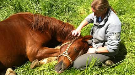 CAV Schmuse-Bilder 11 CAV Schmuse-Bilder 11