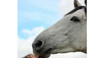 CAV Schmuse-Bilder 2 CAV Schmuse-Bilder 2