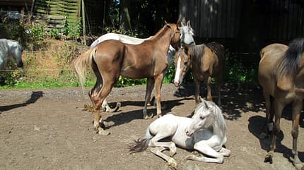 CAV Verwahrloste Pferde 1 CAV Verwahrloste Pferde 1