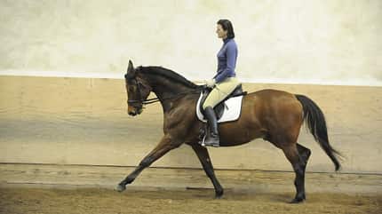 CAV Uebergaenge Galopp Trab 2 (jpg) CAV Uebergaenge Galopp Trab 2 (jpg)