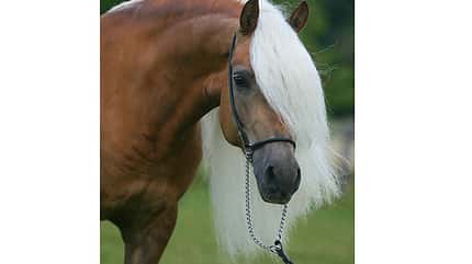CAV Original Haflinger Pferde - 14