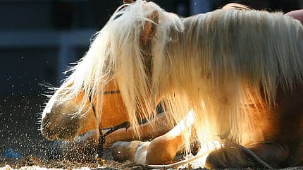 CAV Original Haflinger Pferde - 12