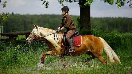 CAV Original Haflinger Pferde - 13