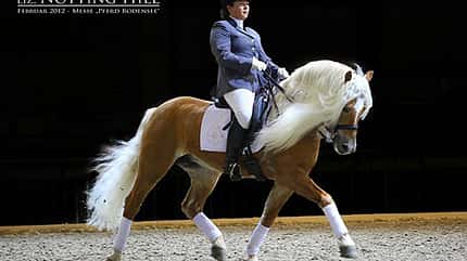 CAV Original Haflinger Pferde - 2