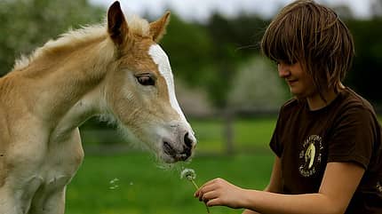 CAV Original Haflinger Pferde - 4