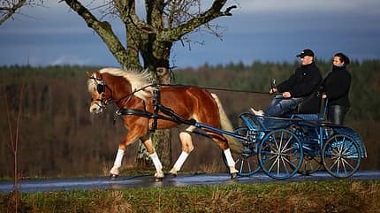 CAV Original Haflinger Pferde - 6
