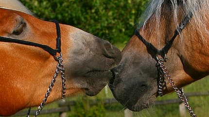 CAV Original Haflinger Pferde - 20