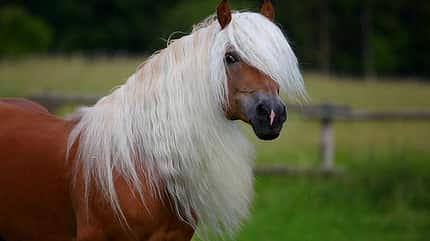CAV Original Haflinger Pferde - 1