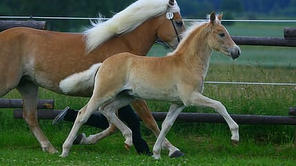 CAV Original Haflinger Pferde - 11