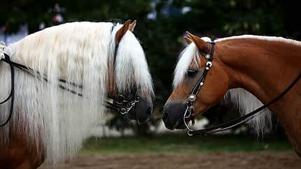 CAV Original Haflinger Pferde - 19