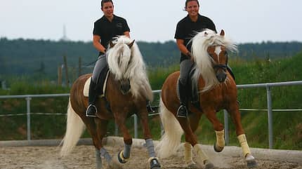 CAV Original Haflinger Pferde - 18
