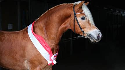 CAV Original Haflinger Pferde - 7