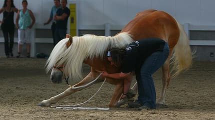 CAV Original Haflinger Pferde - 16