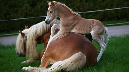 CAV Original Haflinger Pferde - 17