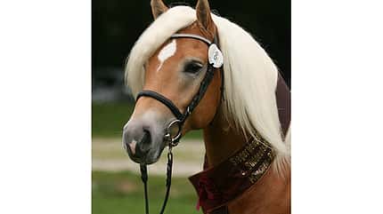 CAV Original Haflinger Pferde - 10