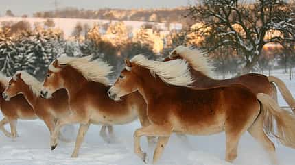 CAV Original Haflinger Pferde - 8