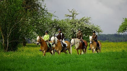 CAV Original Haflinger Pferde - 5