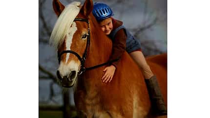 CAV Original Haflinger Pferde - 15