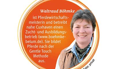 CAV Pferde kaufen Pferdekauf Junge Pferde - Waltraud Böhmke CAV Pferde kaufen Pferdekauf Junge Pferde - Waltraud Böhmke